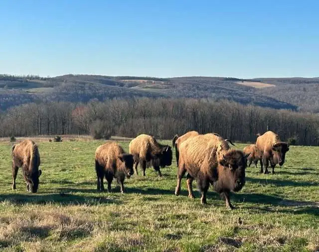 Exploring Wilderness Rider Buffalo Ranch & Adventure Park